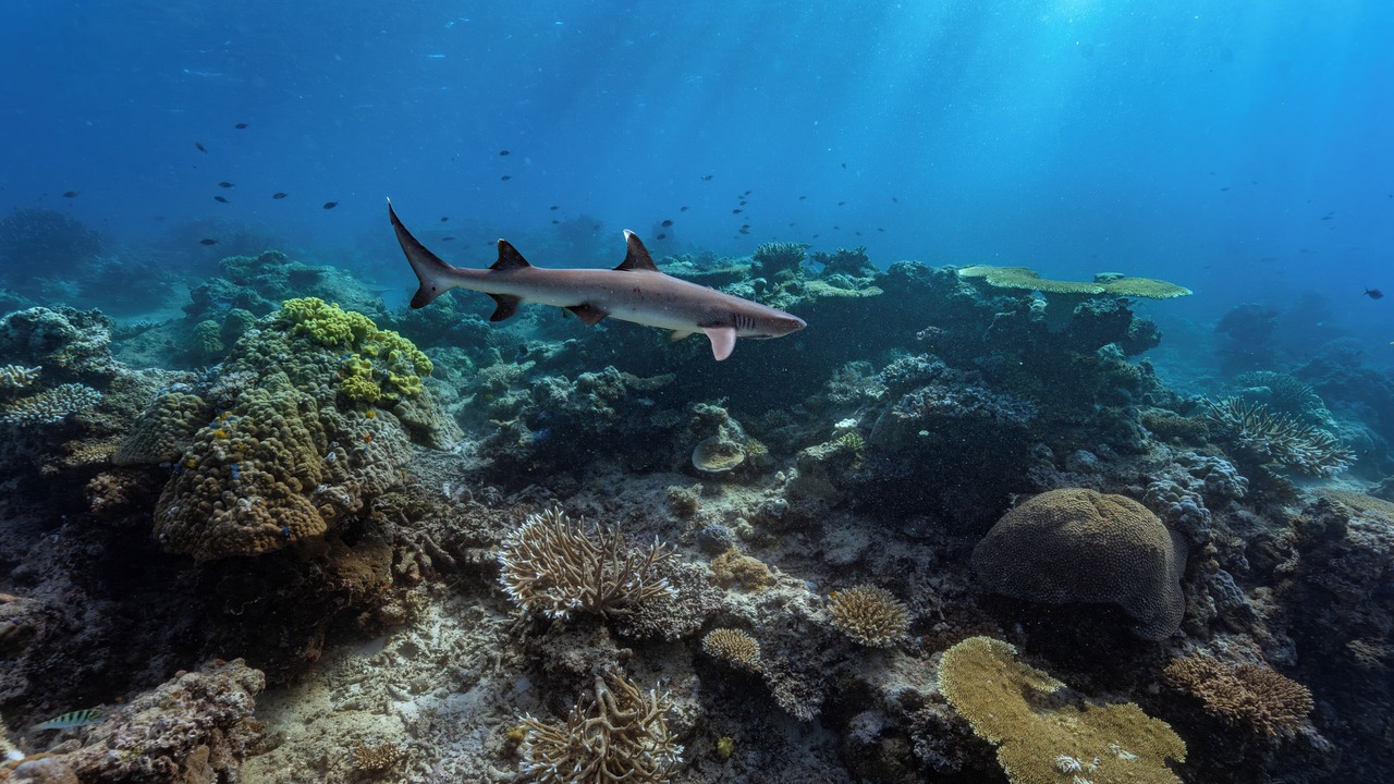 Photo of Outdoor in Wakaya Island