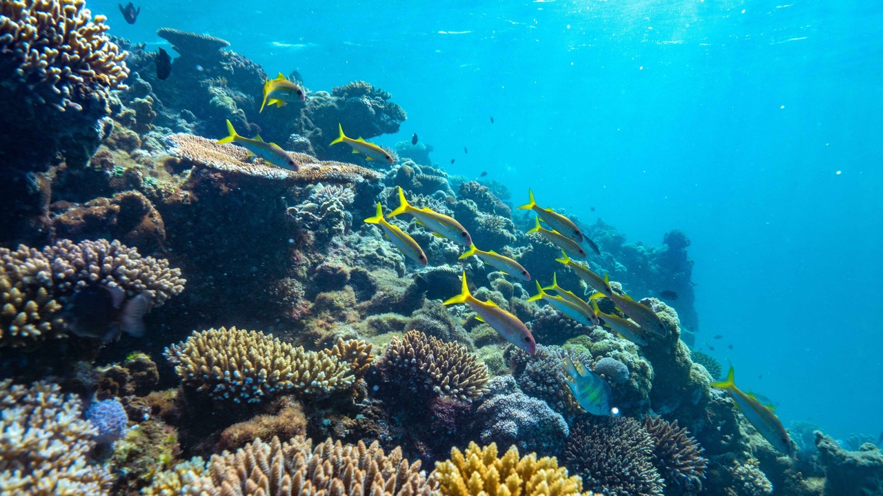 Photo of Others in Royal Davui Island