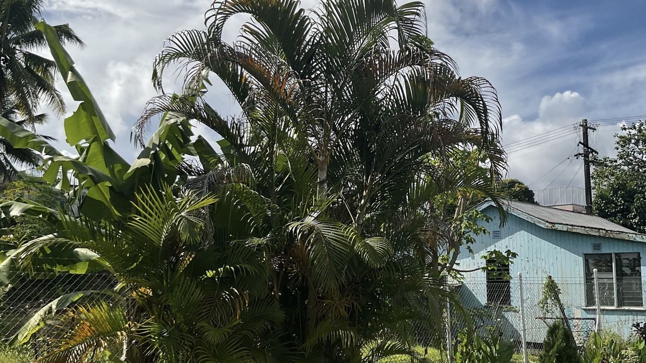 Photo of Outdoor in Suva