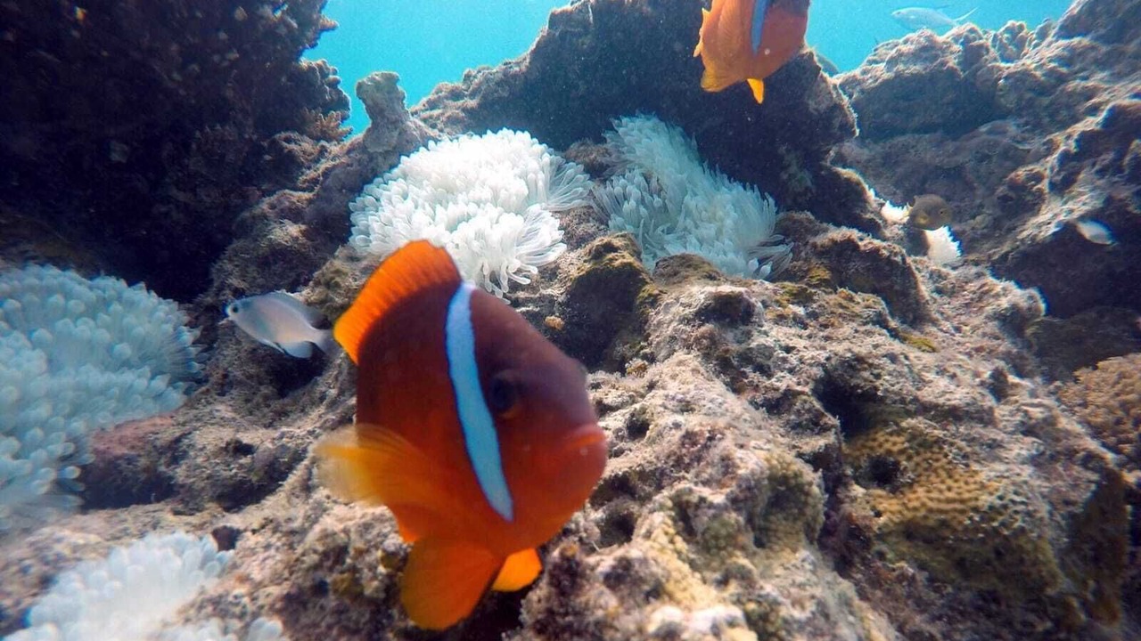 Photo of Others in Tagaqe