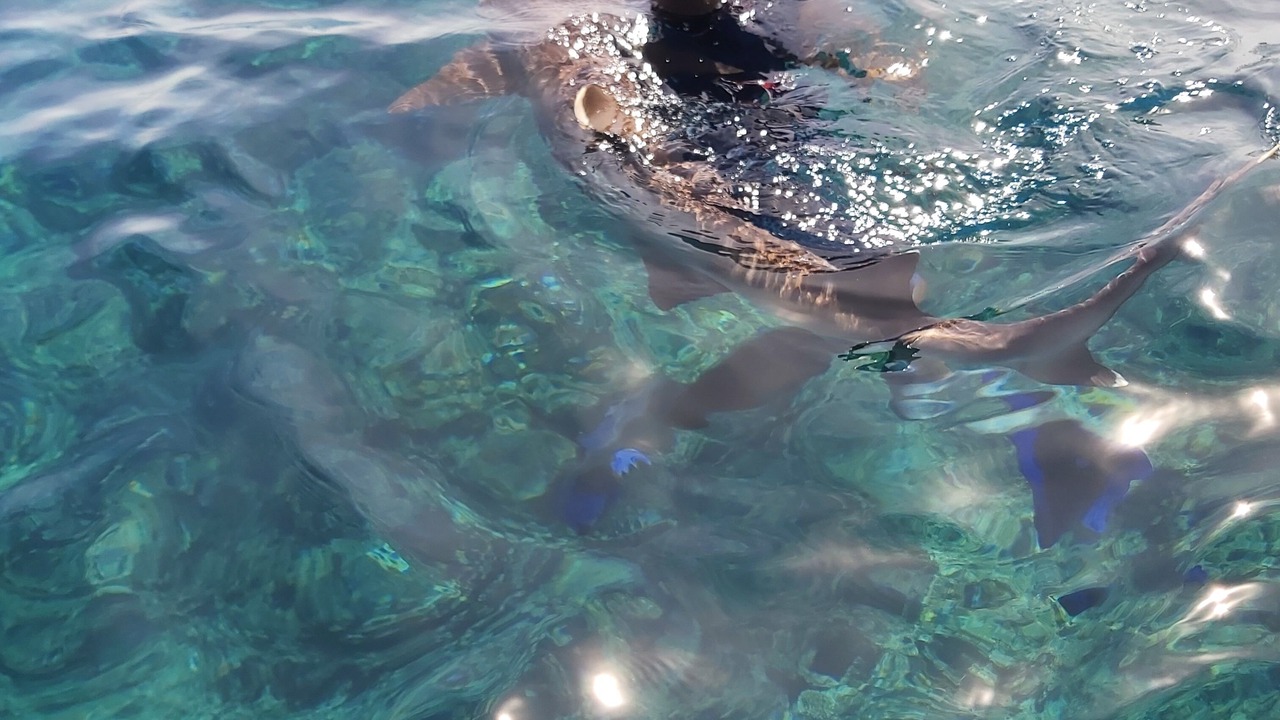 Photo of Outdoor in Wayasewa Island