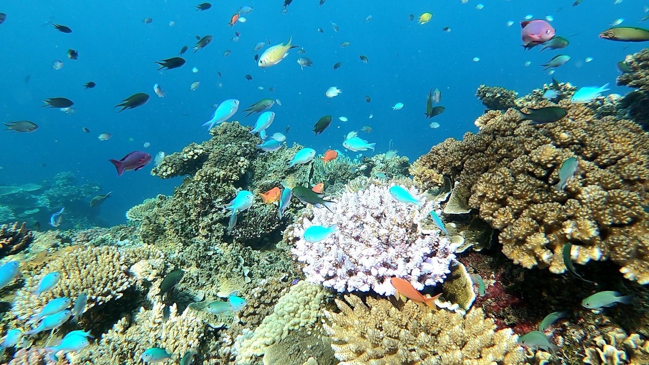 Photo of Others in Savusavu