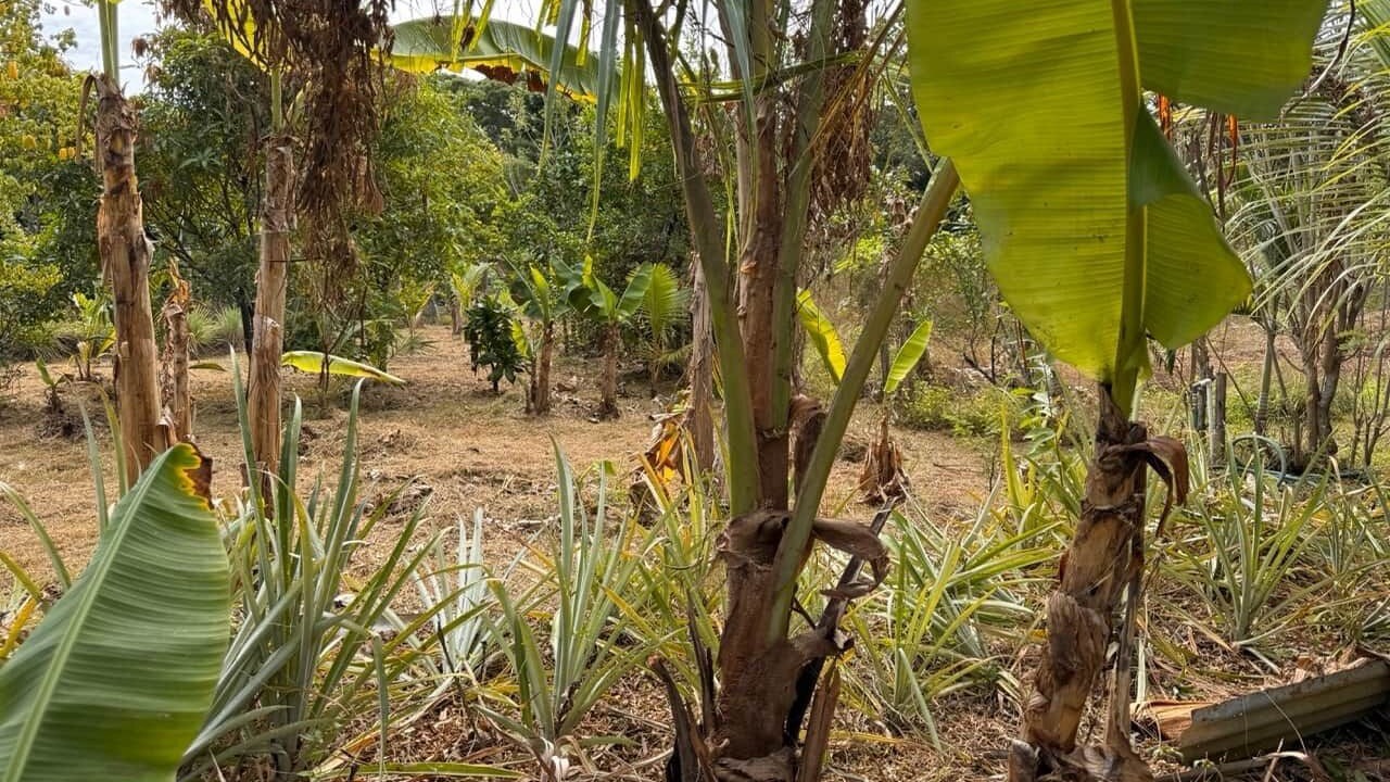 Photo of Others in Nadi