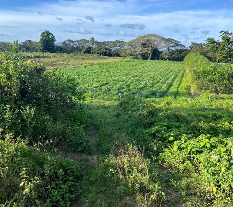 Photo of Others in Sigatoka