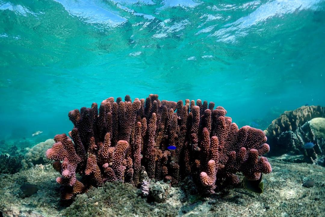 Photo of Others in Naukacuvu Island