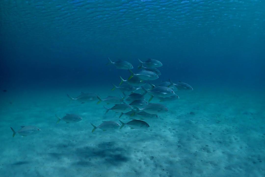 Photo of Others in Naukacuvu Island